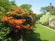 Azalie w Sissinghurst w towarzystwie białych wisterii