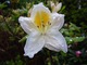 Rhododendron "Persil"  o białych kwiatach ze złotożółtą plamką rozwija się w końcu V. Szczególnie pięknie wygląda w zestawieniach z krzewami o ciemnej zieleni lub na ich tle
