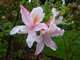 Rhododendron "Irene Koster" ma kwiaty różowe z żółtym rysunkiem, pachnące. Kwitnie bardzo obficie i corocznie