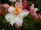 Rhododendron 'Cannon's Double' - piękna odmiana azalii o półpełnych, wielobarwnych kwiatach w odcieniach kremu, różu i żółci 
