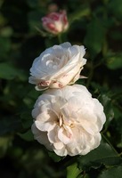 "Boule de Neige" - dobrze znana róża burbońska, fot. Anna Ścigaj