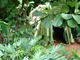 Kategoria Courtyard Garden      -      Green & Black's  Rainforest Garden, projekt Jane Owen with Ann-Marie Powell