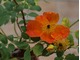 "Bicolor" - róża dzika, znana już w XVI w, fot. Anna Ścigaj