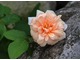 "Perle d'Or" - róża chińska, polyantha, fot. Anna Ścigaj