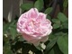 "Fantin Latour" - przykład róży stulistnej, fot. Anna Ścigaj