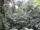  Nad lasami deszczowymi zdarzają się kilka razy w tygodniu przelotne, krótkie ale bardzo obfite ulewy, fot. Joanna Tworek