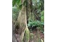Rośliny uprawiane u nas jako doniczkowe, tam wyrastają w wielkie drzewa, fot. Joanna Tworek