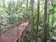 Jeden z wiszących mostów w lesie. Z drzew zwieszają się liany, jak w prawdziwej dżungli, fot. Joanna Tworek