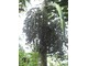 Owoce palmy o nazwie Areca. Młode rośliny przypominają palmy kokosowe, fot. Joanna Tworek