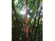 Występuje tam również mnóstwo epifitów, które żyją na drzewach, fot. Joanna Tworek