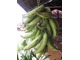Wiązka bananów. Smakują one zupełnie inaczej niż u nas, fot. Joanna Tworek