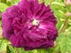 Róża "Cardinal de Richelieu" pochodzi z 1840 r. Jej kwiaty są zaokrąglone, w pełni podwójne, pachnące, w głęboko bordowo-fioletowym kolorze, fot. Danuta Młoźniak