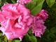 Róża burbońska "Zephirine Drouhin" o różowych, półpełnych kwiatach o słodkim zapachu. Pochodzi z 1868 roku, fot. Danuta Młoźniak
