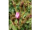 Rosa centifolia "James Mitchell" z 1861 r - wdzięczna, obficie kwitnąca róża o omszonych pąkach, fot. Danuta Młoźniak