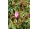Rosa centifolia "James Mitchell" z 1861 r - wdzięczna, obficie kwitnąca róża o omszonych pąkach, fot. Danuta Młoźniak