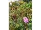 Rosa centifolia "James Mitchell", fot. Danuta Młoźniak