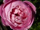 Róża burbońska "La Reine Victoria" z 1872 r. Kwiaty pełne, bardzo silnie pachnące, kilkakrotnie powtarza kwitnienie, fot. Danuta Młoźniak