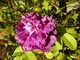 "Indigo" - róża damasceńsko-portlandzka z 1830 roku, kolor kwiatów fioletowy, powtarza kwitnienie, fot. Danuta Młoźniak