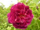 Rosa "Souvenir du Docteur Jamain",  wielkokwiatowa róża krzaczasta z Francji, 1865 r, doskonała róża czepna o słodkim zapachu, fot. Danuta Młoźniak
