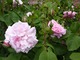 Inne ujęcie Rosa centifolia "Fantin Latour", fot. Danuta Młoźniak