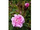 Rosa centifolia "James Mitchell", fot. Danuta Młoźniak