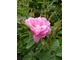 Rosa "Wolley Dod" sprzed 1770 roku, o łagodnym zapachu jabłek. Uważana za hybrydę R. villosa var. duplex Weston z różą nieznaną, fot. Danuta Młoźniak
