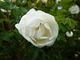 "Rosa x pimpinellifolia "Double White'', sprzed 1808 roku, nieznanego pochodzenia, odporna na choroby, silnie pachnąca, fot. Danuta Młoźniak