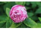 Rosa "Variegata di Bologna" - róża burbońska z 1909 roku, o pachnących, oszałamiających kwiatach, atrakcyjnie ubarwionych, fot. Danuta Młoźniak 