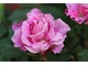 "Reine des Violettes" - Francja 1860 r. Róża obficie kwitnie, nadaje się na rabaty, żywopłoty i do pojemników, odporna na mróz, kilkakrotnie powtarza kwitnienie, fot. Danuta Młoźniak
