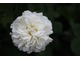 Rose "Madame Hardy", bez dyskusji najpiękniejsza biała róża historyczna, Francja, 1832 rok