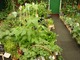 W każdym, nawet najmniejszym ogrodzie da się wygospodarować trochę miejsca, aby założyć mały warzywnik