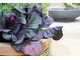 Ogródek kuchenny powinien dostarczać nam zdrowych warzyw na wyciągnięcie ręki
