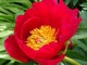 Paeonia suffruticosa