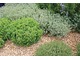 Zioła uprawiane w ogrodach są używane jako przyprawy i na herbatki ziołowe (melisa, mięta)