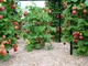 Efektowna i efektywna uprawa truskawek na wczesny zbiór