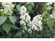 Lilaki (Syringa) to małe drzewa lub krzewy, całkowicie mrozodporne i łatwe w uprawie, polecane do każdego ogrodu