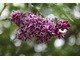 Syringa vulgaris "Sensation"