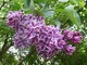 Syringa vulgaris "Sensation" ma dwubarwne kwiaty