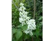 Syringa vulgaris "Mme Lemoine"