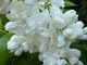 Syringa vulgaris "Mme Lemoine"