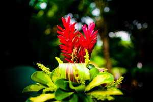 Vriesea należy do rodziny Bromeliaceae (ananasowate) i ma liście ułożone w rozetę, jest epifitem, fot. Dmitri Markine