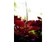 Coleus, u nas uprawiany jako sezonowa roślina balkonowa, fot. Dmitri Markine