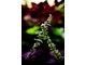 Kwiat koleusa ucinamy, gdyż główną wartość dekoracyjną mają ciekawie ubarwione liście, fot. Dmitri Markine