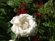 Czerwona pysznogłówka i biała róża - połączenie godne uwagi, fot. Anna Ścigaj
