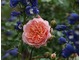 Ostróżki - mój ulubiony akcent w ogrodzie różanym, fot. Anna Ścigaj