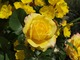 Wiesiołki z różą "Yellow Garnish", fot. Anna Ścigaj