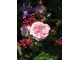 Kwiaty żurawek też są piękną ozdobą i ładnie współgrają z różami, fot. Anna Ścigaj