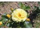 Róże w pełnej gamie kolorystycznej (żółta "Fresia")
