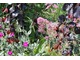 Subtelna tonacja: bordowy buk, delikatnie różowy ostrogowiec, mocna firletka i bladoróżowa róża zwisająca z murku