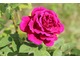 Jedna z najpiękniejszych róż - "Souvenir Du Docteur Jamain"